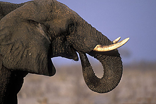 博茨瓦纳,莫雷米禁猎区,公象,非洲象,靠近,干燥,季节