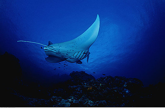水下视角,大鳐鱼,密克罗尼西亚