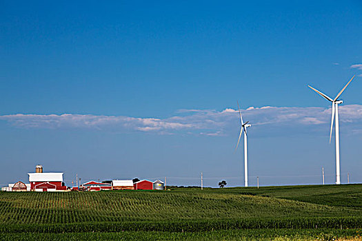 风轮机,麋鹿,风能,农场,玉米田,农舍,靠近,爱荷华,美国