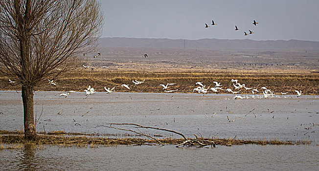内蒙古磴口黄河湿地天鹅