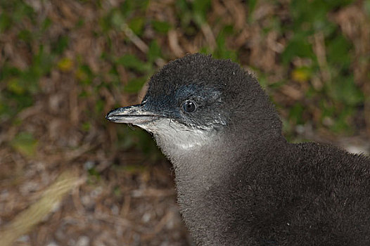 小蓝企鹅,幼禽,开始,菲利普岛,澳大利亚
