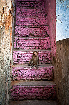 小猴,坐,粉色,楼梯