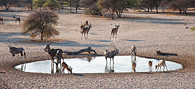 大捻角羚,黑斑羚,水潭,卡拉哈里沙漠,博茨瓦纳,非洲