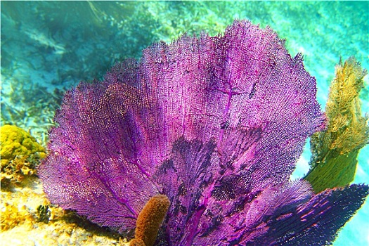加勒比,珊瑚礁,马雅里维拉,彩色