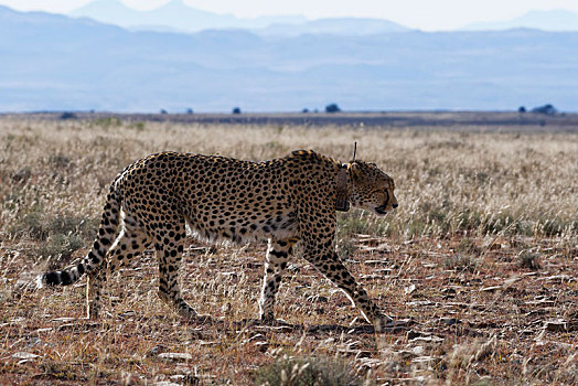 印度豹,成年,雄性,穿,发射器,项圈,走,草地,斑马山国家公园,东开普省,南非,非洲