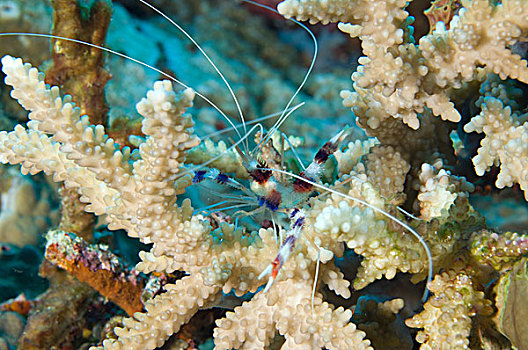 珊瑚虾,珊瑚,巴布亚新几内亚
