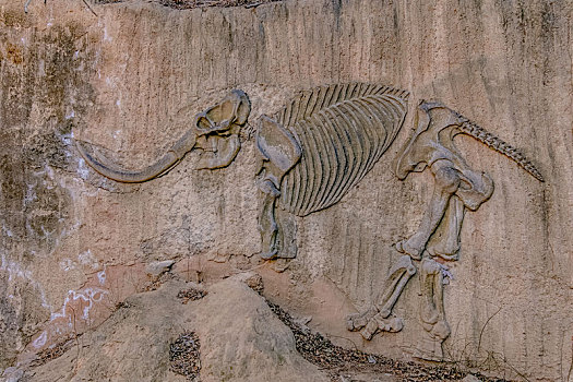 野生动物大象化石自然景观
