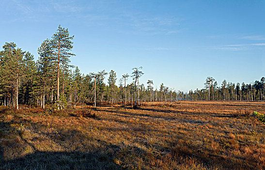 树林,芬兰,针叶林带,北方,卡瑞里亚,欧洲