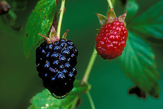特写,两个,黑莓,植物