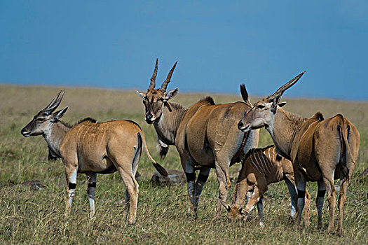 普通,大羚羊,马赛马拉,肯尼亚,非洲