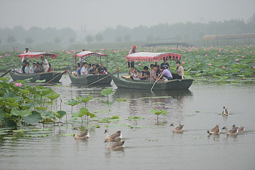 白洋淀旅游