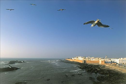 摩洛哥,苏维拉,房子,后面,壁,海边,海鸥