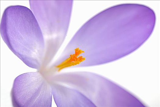 紫罗兰,藏红花,特写