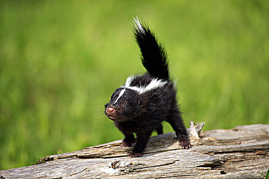 条纹臭鼬,臭鼬,幼小,一个,树干,明尼苏达,美国