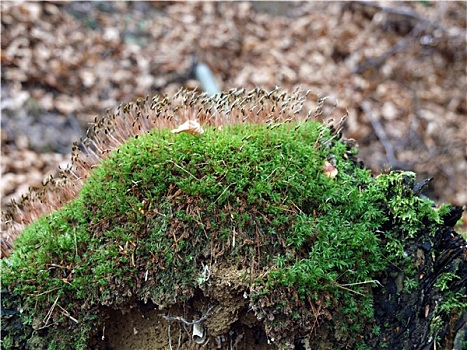 树干,苔藓