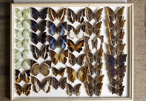 蝴蝶,收集,自然博物馆,柏林,德国