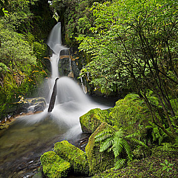 瀑布,树林,公园,丰盛湾,北岛,新西兰