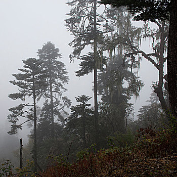 树,雾气,不丹