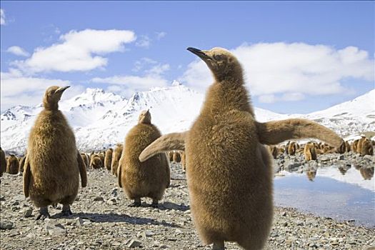 帝企鹅,幼禽,砾石滩,南极,南乔治亚
