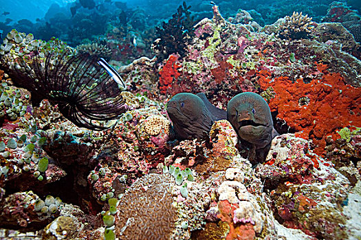 两个,巨大,海鳗,珊瑚,礁石,马尔代夫,印度洋,亚洲