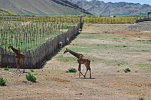 漫步中的长颈鹿