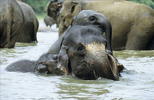 年轻,大象,玩,水,斯里兰卡