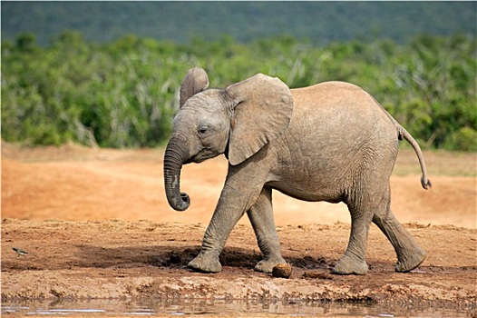 幼兽,非洲象
