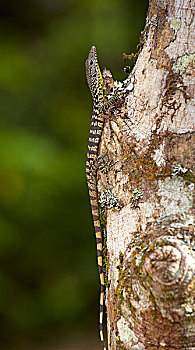树,监控,巨蜥属,阿瑟顿高原,昆士兰,澳大利亚