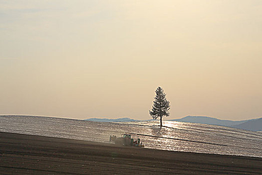 山,美瑛,城镇,夕阳