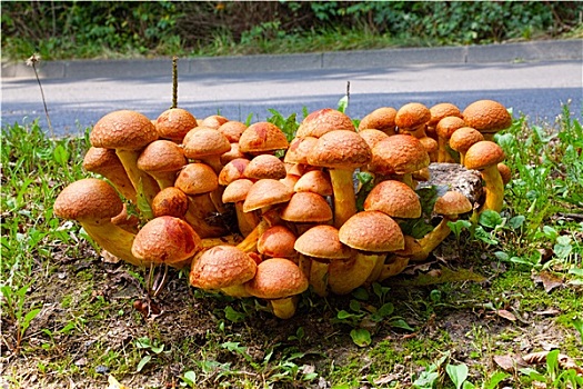 蘑菇,路边