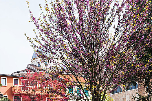 花,树,帕多瓦,城市,春天