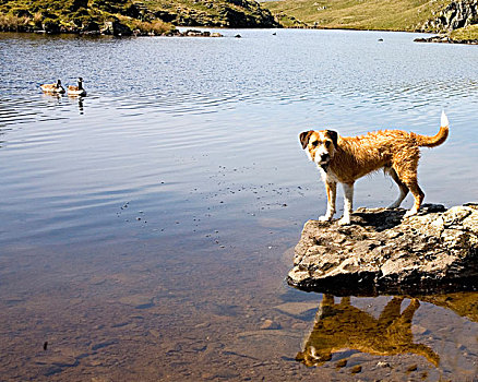 狗,站立,石头,角度,山中小湖,湖区,坎布里亚,英格兰