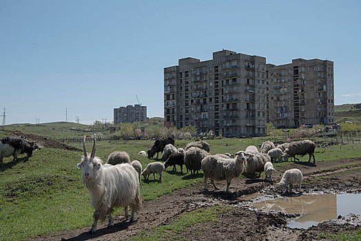 牧群,绵羊,漂亮,山,草地,俄罗斯,公寓楼,背景