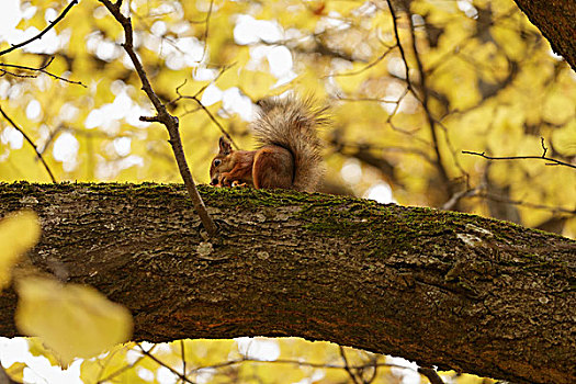 松鼠,树上,枝条,秋天,吃
