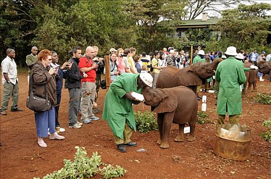 看护,非洲,灌木,大象,非洲象,牛奶,车站,内罗毕国家公园,内罗毕,肯尼亚