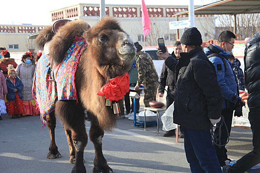 新疆哈密,哈萨克族冬宰节上被主人精心装扮起来的,颜值动物