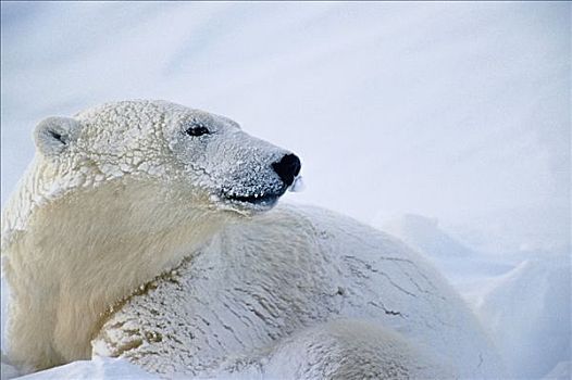 北极熊,放入,雪,丘吉尔市,曼尼托巴,加拿大