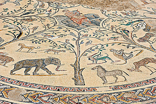 古老,地面,镶嵌图案,描写,围绕,动物,罗马毁灭,住宅,城市,瓦卢比利斯,北方,摩洛哥,非洲