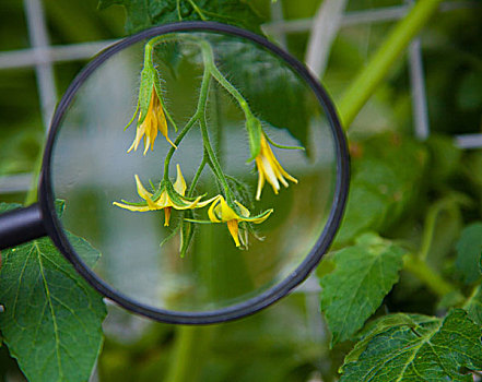 用放大镜看西红柿的花朵
