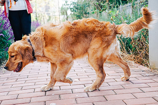 金毛猎犬