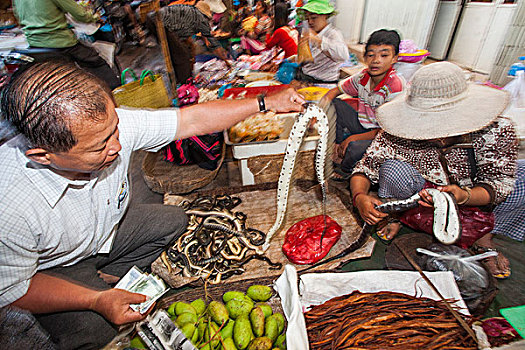 柬埔寨,收获,市场一景,男人,买,蛇
