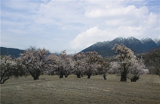 野桃花观赏圣地索松村