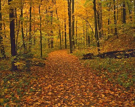 林中小径,秋天,木头,峡谷,景色,自然保护区,靠近,辛辛那提,俄亥俄