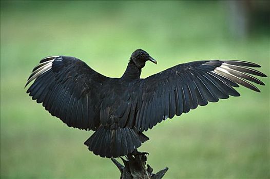 黑美洲鹫,展翅,德克萨斯