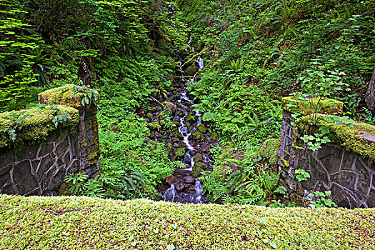 俄勒冈,美国,茂密,绿叶,小,溪流,哥伦比亚河峡谷国家风景区