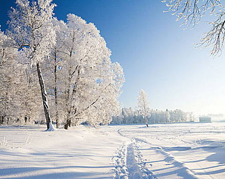 冬天,公园,雪中