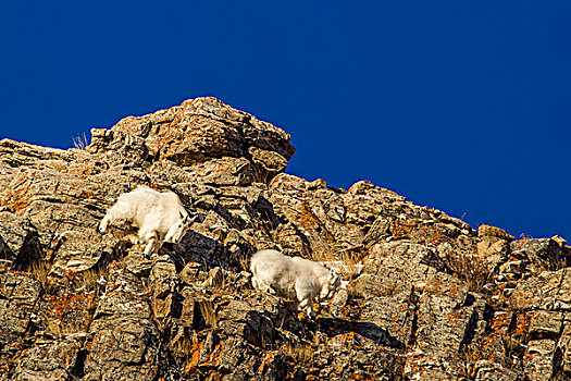 石山羊,冬天,外套,冰川国家公园,蒙大拿,美国