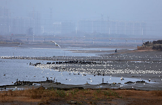 山东省日照市,数万只鸟儿翱翔河滩湿地,场面蔚为壮观