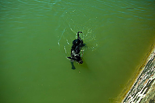 游泳,狗