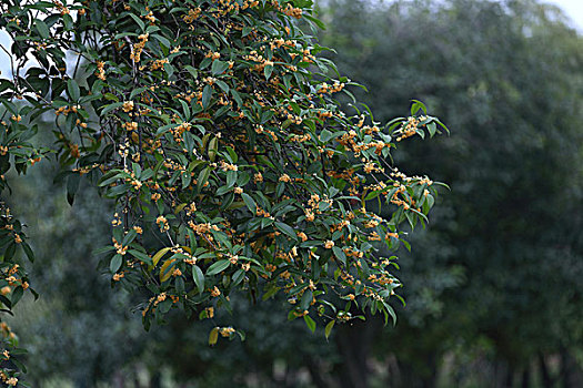 桂花桂树桂花树